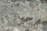 Polished Crazy Lace Agate Slab - Mexico #141201-1
